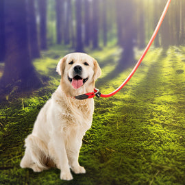 Freihändige Hundeleine