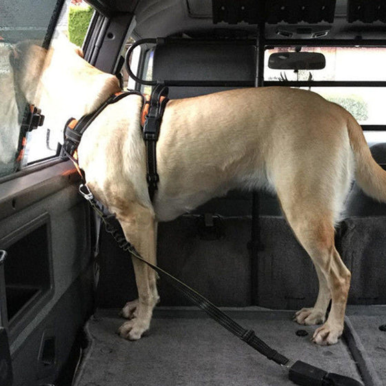 Sicherheitsgurt für Hunde