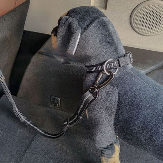 Sicherheitsgurt für Hunde