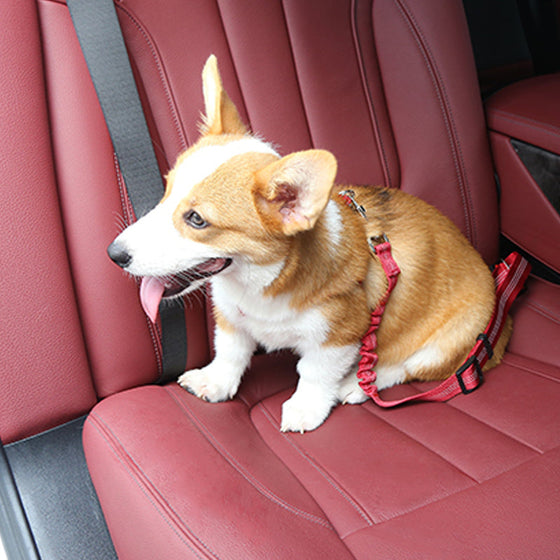 Sicherheitsgurt für Hunde