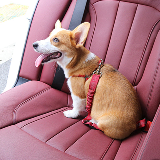 Sicherheitsgurt für Hunde