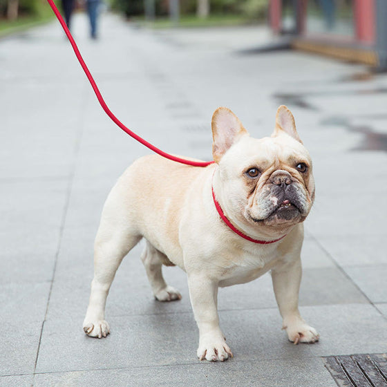 Freihändige Hundeleine