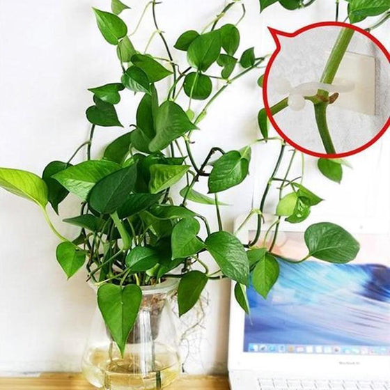 Pflanzenkletterwandclip