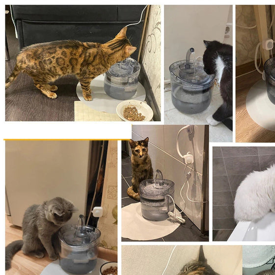 Trinkbrunnen für Katzen und Hunde