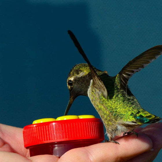 Flower Bar Kolibri-Feeder