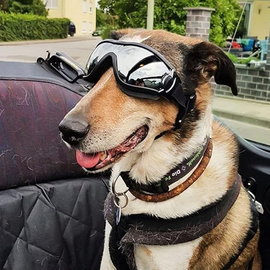 Outdoor-Hundebrille