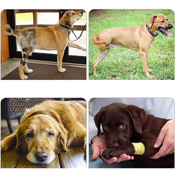 Orthopädischer Gurt für Hinterbeine