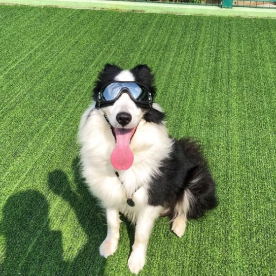 Outdoor-Hundebrille