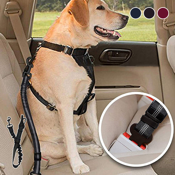 Sicherheitsgurt für Hunde
